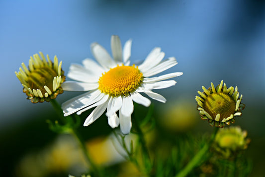 Chamomile: The Herbal for Digestion, Irritability & Calm Mind