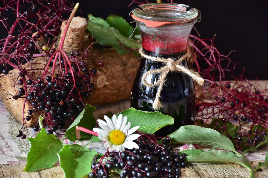 Ancient Medicinal Uses of the Elderberry Tree