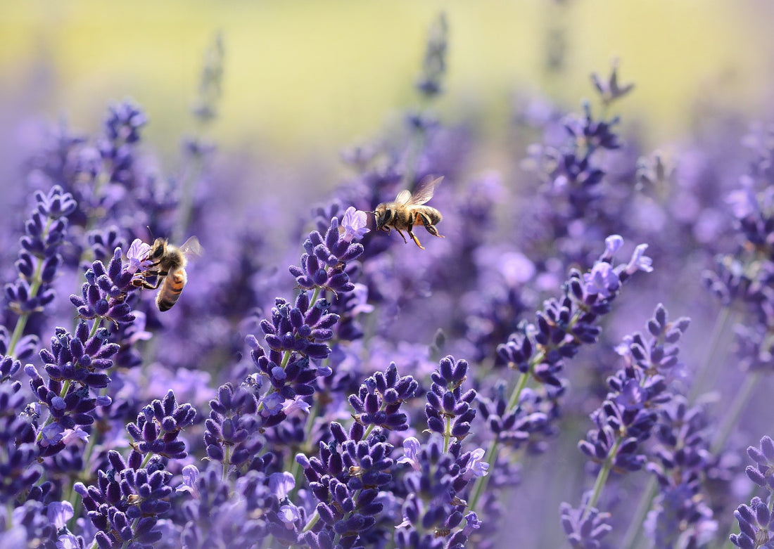 Lavender: Natural Remedy for Sleep and Mental Wellness