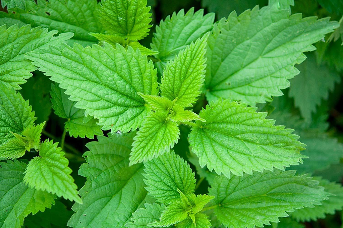 3 Herbal Remedies for this Allergy Season