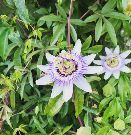 Passionflower: The Herbal for Natural Anxiety Relief
