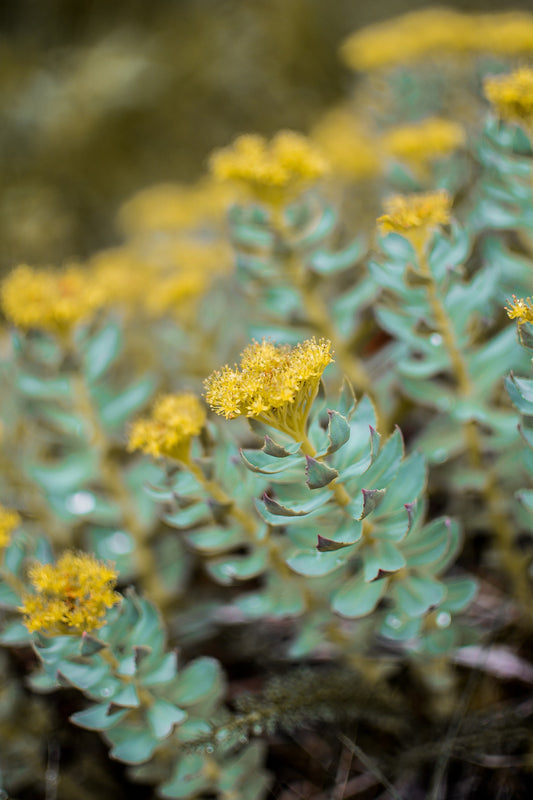 Rhodiola: The Adaptogenic Root for Stress, Memory & Mood